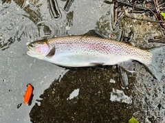 ニジマスの釣果