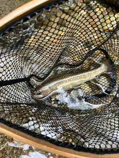 イワナの釣果