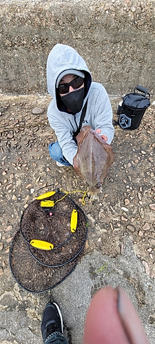 コウイカの釣果