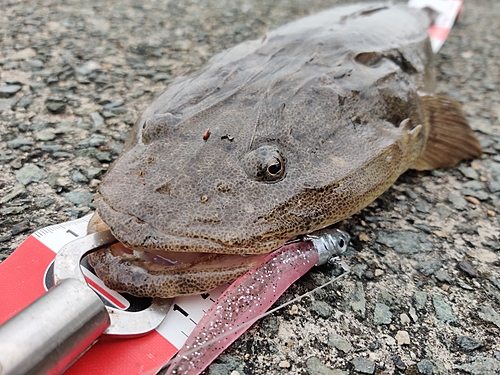 マゴチの釣果