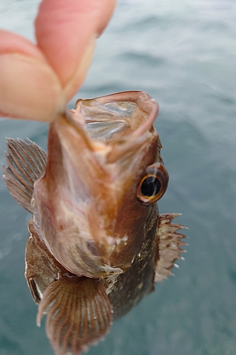 エゾメバルの釣果