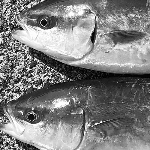 イナダの釣果