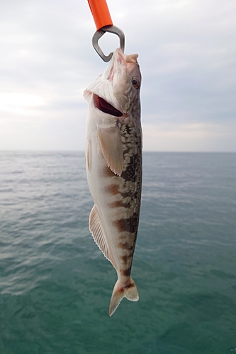 ホッケの釣果