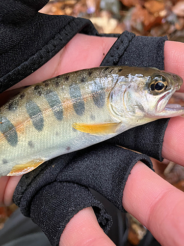 ヤマメの釣果