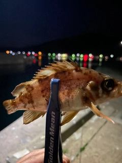 メバルの釣果