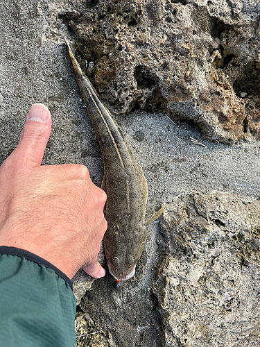 ミナミマゴチの釣果