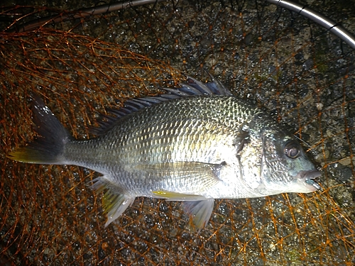 キビレの釣果