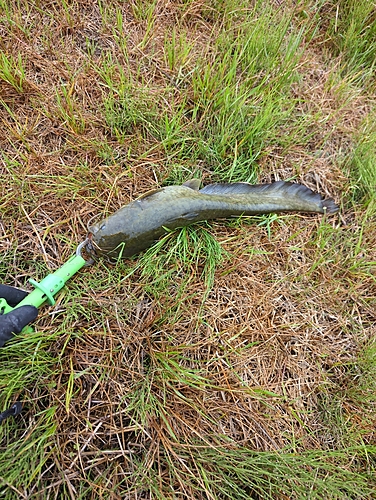 ナマズの釣果