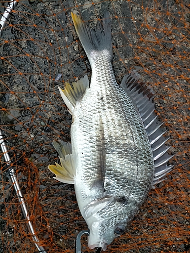 キビレの釣果