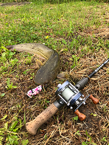 ナマズの釣果