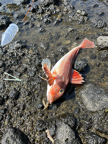 カナガシラの釣果