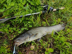 ナマズの釣果