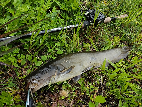 ナマズの釣果