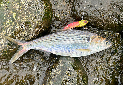 コノシロの釣果