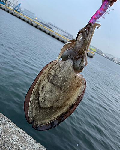 コウイカの釣果