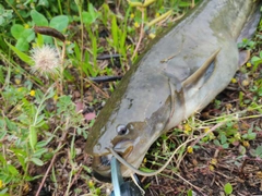 ナマズの釣果