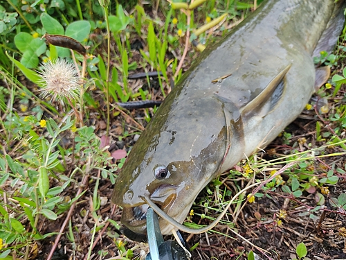 ナマズの釣果