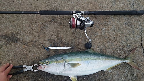 イナダの釣果