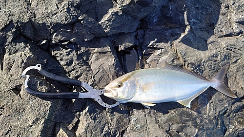 カンパチの釣果