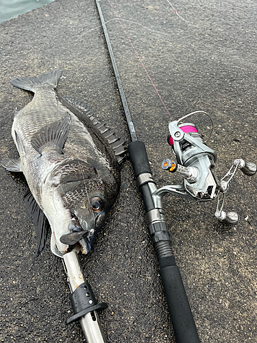 チヌの釣果