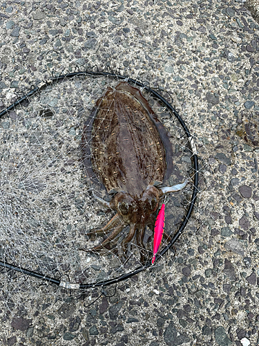 モンゴウイカの釣果