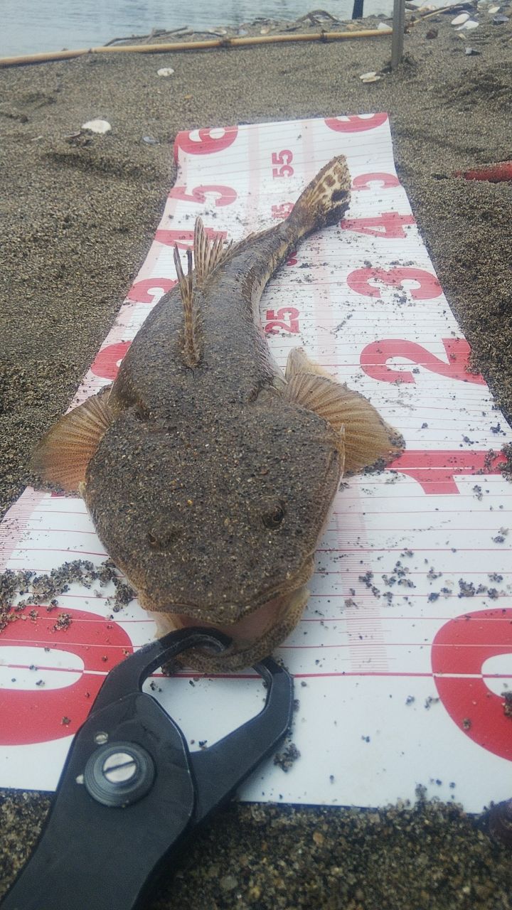 マゴチ