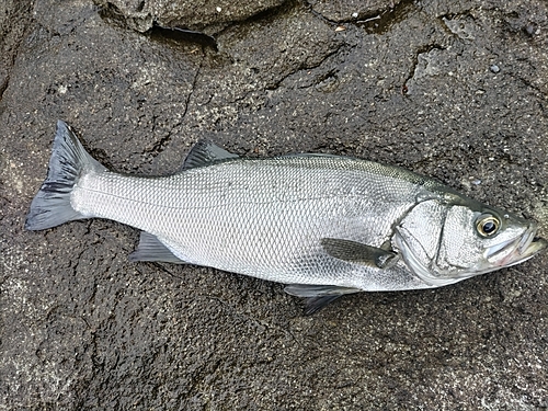 ヒラスズキの釣果