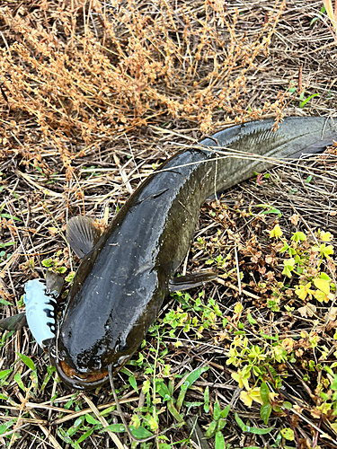 ナマズの釣果