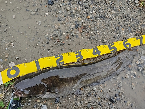 ナマズの釣果