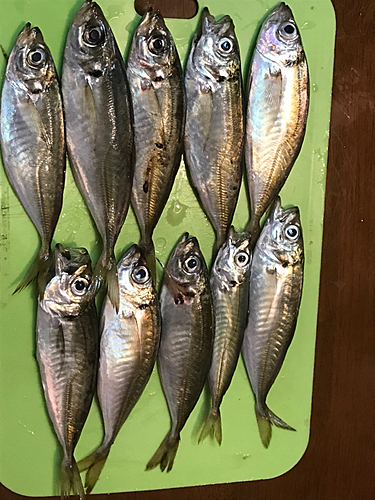 アジの釣果