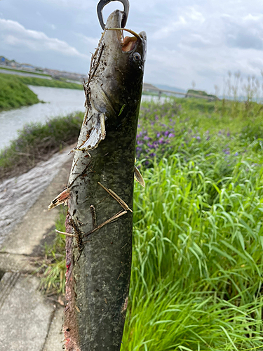 ニホンナマズの釣果