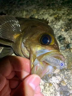 シロメバルの釣果