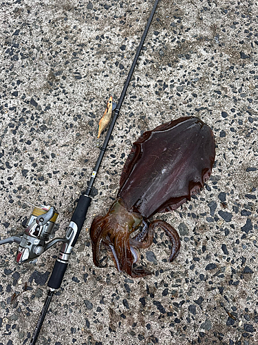 アオリイカの釣果