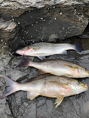 セイゴ（ヒラスズキ）の釣果