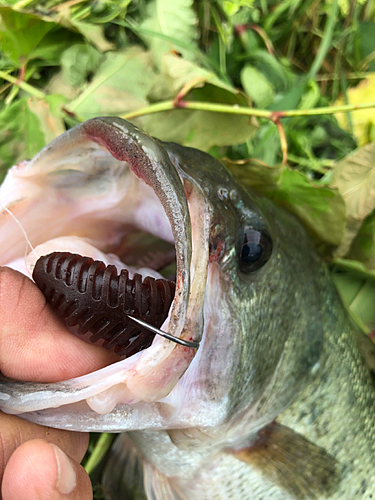 ラージマウスバスの釣果