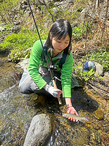 ニッコウイワナの釣果