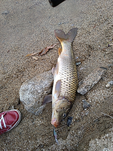 コイの釣果