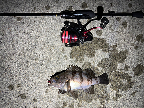 メバルの釣果