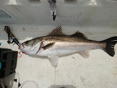 スズキの釣果