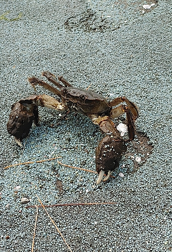 カニの釣果