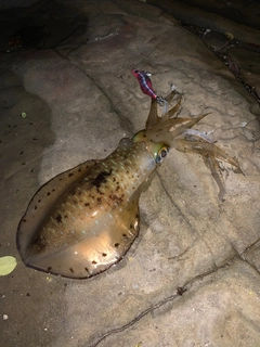 アオリイカの釣果