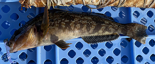 アイナメの釣果