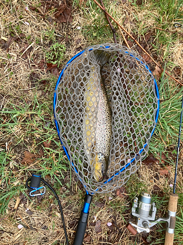 ブラウントラウトの釣果