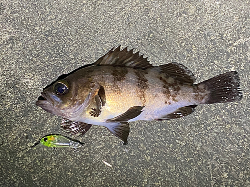 メバルの釣果