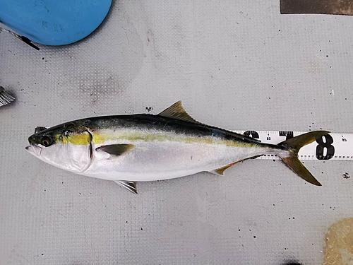 ブリの釣果