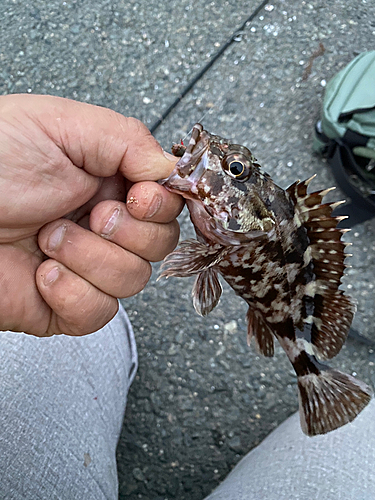 カサゴの釣果