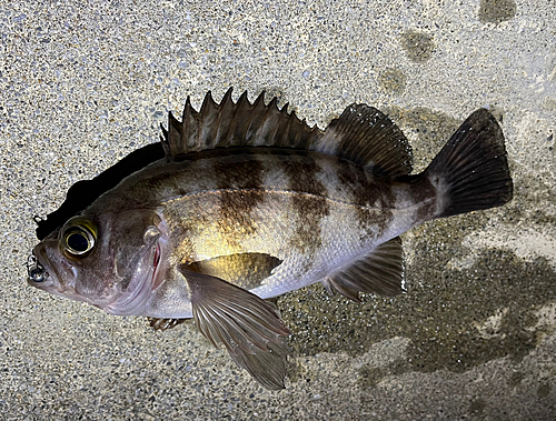 メバルの釣果