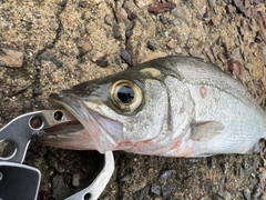 セイゴ（ヒラスズキ）の釣果