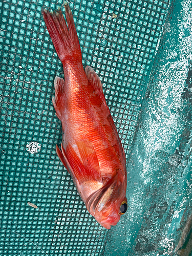 ギンメダイの釣果