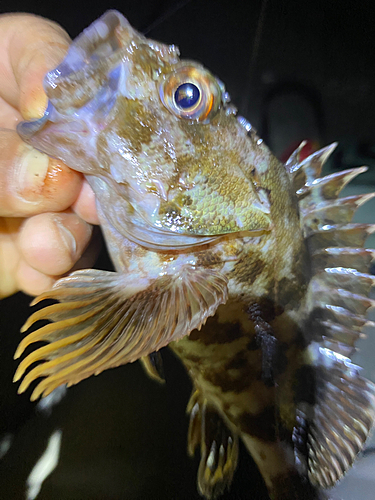 カサゴの釣果